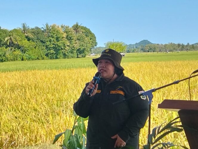 
 Sumbawa Berpotensi Pertahankan Status Daerah Penyangga Pangan di NTB